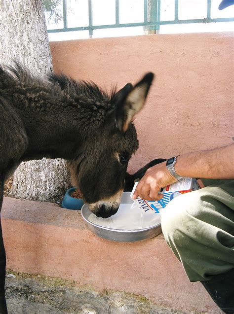 spana shop|Society for the Protection of Animals Abroad .